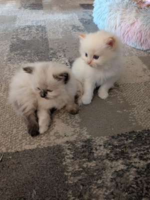Heilige Birma Kitten 