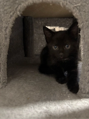 bkh mix kitten 