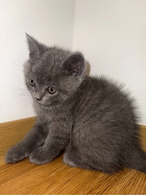 babykatze bkh