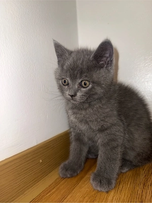 Bkh babykatze  