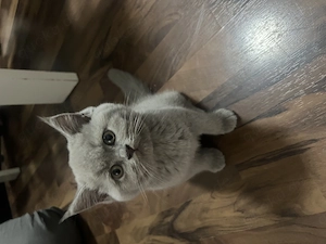 Süße BKH Kitten suchen ein liebevolles Zuhause