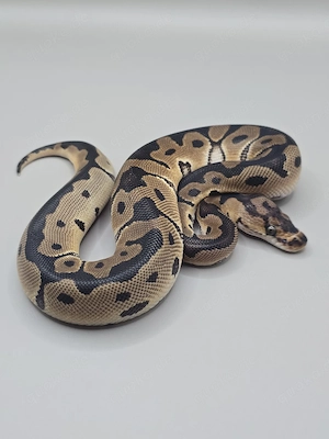 Königspython 1.0 Clown d.h Axanthic TSK Desert Ghost 