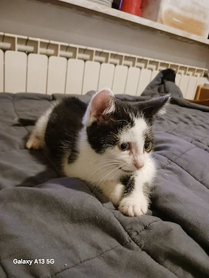 katzenmädel 12 wochen