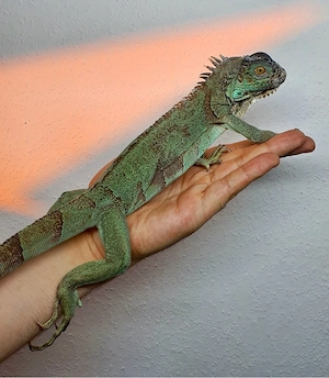 Blauer Leguan Iguana Iguana