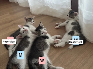 Süße Katzen Babys suchen ab dem 9.8 ein neues Zuhause  