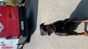 Lola sucht ein neues Zuhause 