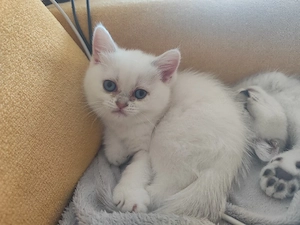 bkh Kitten reinrassig