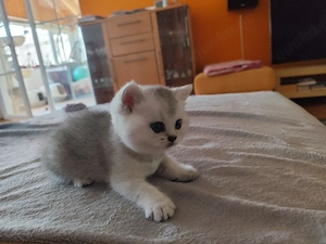 bkh Kitten