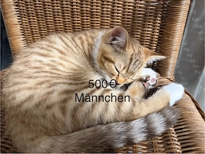 katze dringend zu verkaufen