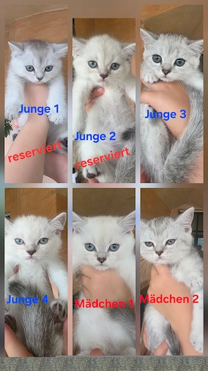 Reinrassige Kitten BKH