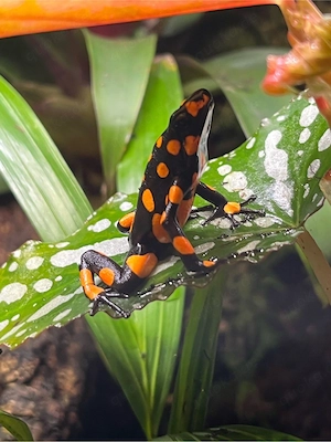 Oophaga histrionica Bahia Solano unbestimmt 