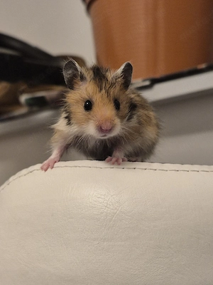 TeddyHamster