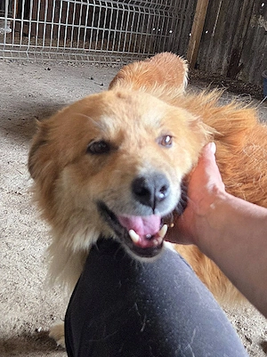 liebevoller Wuschelhund Mebico