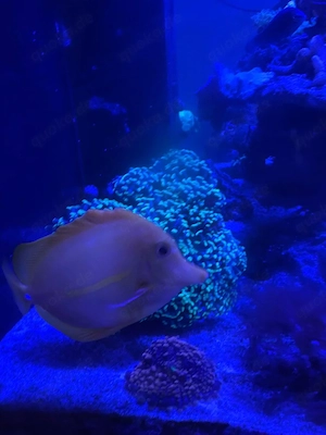 meerwasser fisch doktorfisch