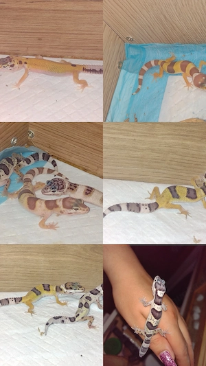 Super Süße Leopardengeckos ;)