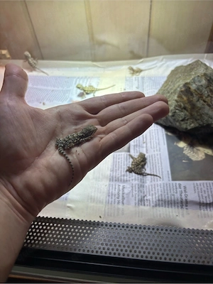 Zwergbartagamenbabys