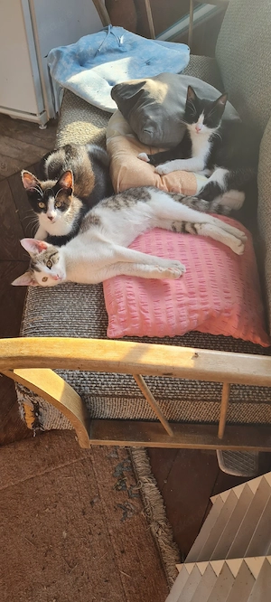 3 Kitten Katzenbabys abzugeben