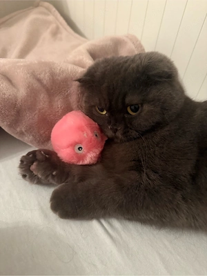 liebevolle Katze sucht neues Zuhause