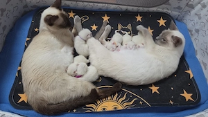Siamkitten Thaikitten Lilac und Chocolate Point 