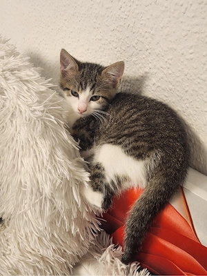 Mix katzen 