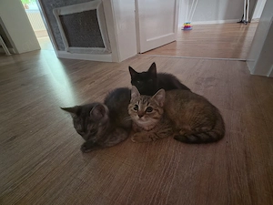 Kitten EKH