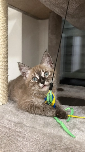 Bengal-BKH Kater 