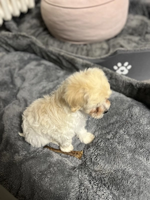 Maltipoo Welpe F1 sucht liebevolles Zuhause 