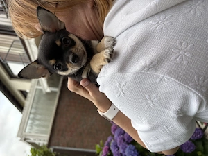 Chihuahua Welpe 