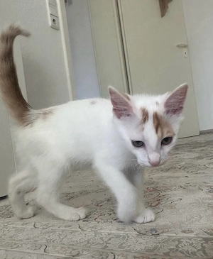 Süßer Kater (männlich) sucht liebevolles Zuhause ? geboren am 08.04.2026