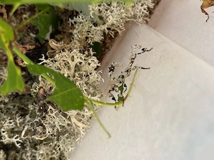 Extatosoma Tiaratum Lichen, Australische gespenstschrecken, Phasmiden, Flechten auf Anfrage