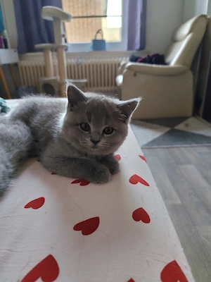 Bkh kitten ab sofort 