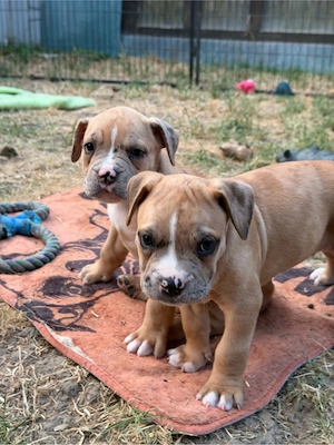 American Bully XL OEB Welpen 