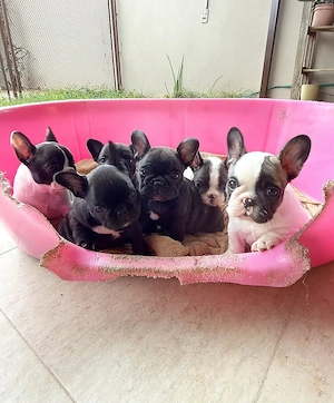 Französische Bulldoggen-Welpen