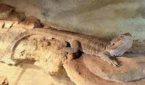 Bartagame abzugeben.