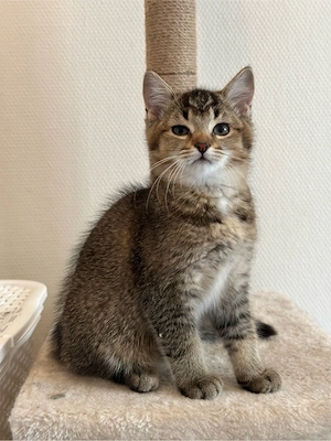BKH-Kätzchen, weiblich, Black Golden