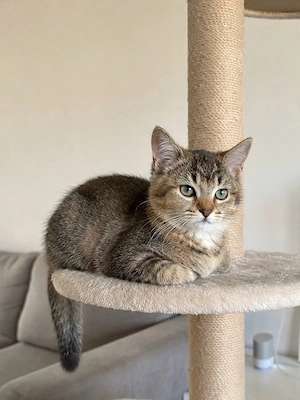 BKH-Kätzchen Lola in Black Golden sucht ein liebevolles Zuhause