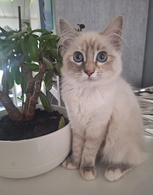 Reinrassige Heilige Birma Kätzchen, Kitten, Jungkatzen, Tabby