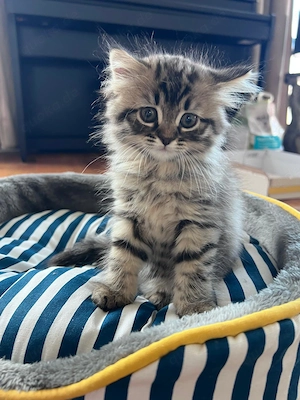 Babykatzen BKH