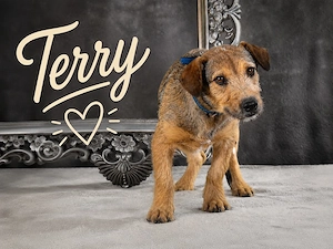 Terry - lieber Jungspund