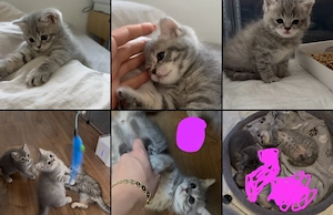 Wunderschöne Britisch Kurzhaar (BKH) Kitten in liebevolle Hände abzugeben   
