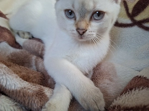 Zuckersüßes BKH-Mädchen (weiß)  sucht  Zuhause