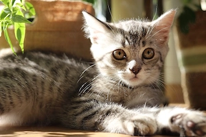 Wunderschönes BKH-Mix Kitten (Silver Tabby - Whiskas Optik) sucht liebevolles Zuhause