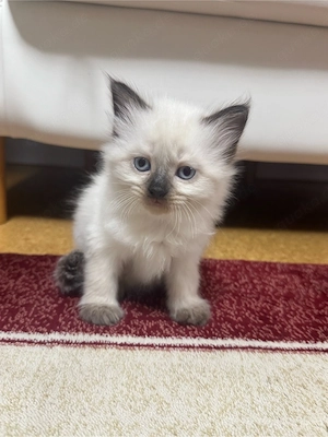 Heilige Birma Kätzchen Kitten