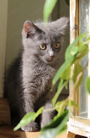 Zauberhaftes BKH Kitten in Blau Grau sucht liebevolles Zuhause