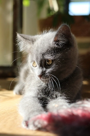 Zauberhaftes BKH-Mix Kitten in Blau Grau sucht liebevolles Zuhause