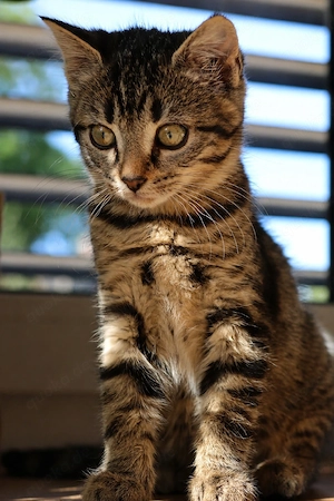 Süßes BKH-Mix Kitten mit wunderschöner Tabby-Zeichnung