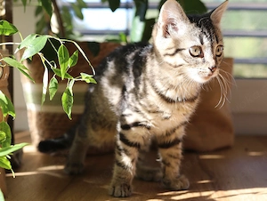 Süßes BKH Kitten mit wunderschöner Tabby-Zeichnung