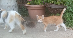 Maincoon Mix Kitten Kater Katze 