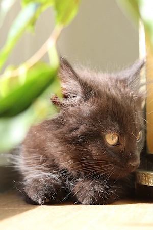Zauberhaftes schwarzes BKH Kitten sucht liebevolles Zuhause