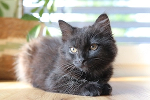 Zauberhaftes schwarzes BKH-Mix Kitten sucht liebevolles Zuhause